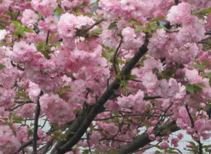 梦见大树开花非常漂亮粉色