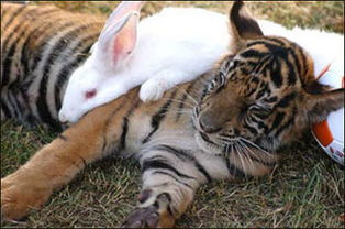 跪求一张老虎抱着兔子恩爱的图片 