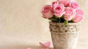 玫瑰花喜欢阳光还是阴凉,玫瑰花除了晒干还可以怎么保存？