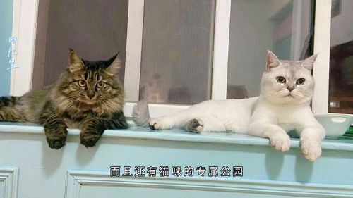 聪明的猫猫,最多猫的这个城市里 