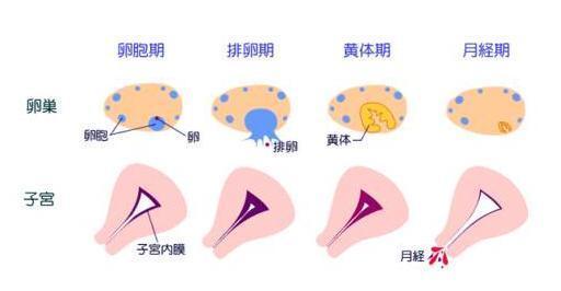 有月经 有排卵,这个误区让她差点与好孕无缘 