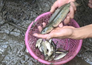 小伙到山上的鱼塘放水,抓了很多的鱼,其中一条能卖几百元一斤 