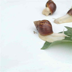 小小蜗牛也能致富 云耕时代白玉蜗牛养殖占地少用工少成本低