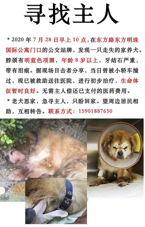 浦东警方查处上海首例养犬人遗弃犬只案 罚五百元,吊销犬证