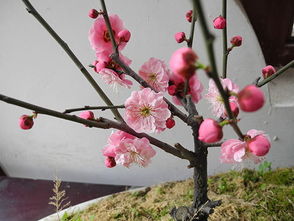 装饰家居生活,梅花盆景的制作方法