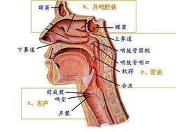 喉部良性肿瘤 