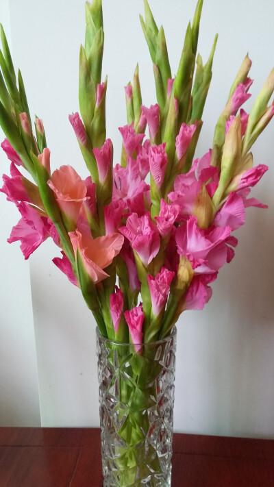 春节家里花瓶适合插什么花,春节买花指南：拥有这些花，把我家装点得别开生面