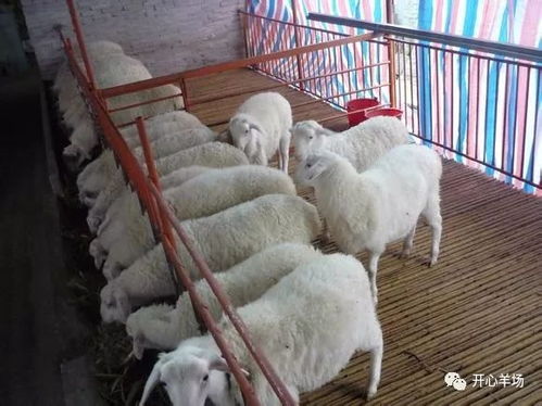 教你淘汰母羊育肥技巧