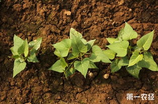 红薯什么时候种植 地瓜苗的种植季节