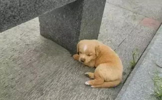 刚满月的小奶狗被主人遗弃,在路边睡着,可怜模样实在令人心疼 