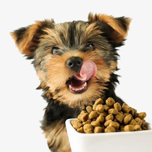 成年犬一天吃多少狗粮 吃什么狗粮最好最健康
