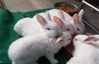 养殖肉兔该注意什么