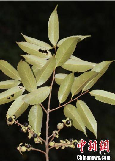 浙江温州泰顺发现植物新种 陈嵘栲