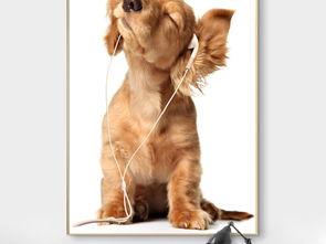 听音乐的可爱狗狗有框无框装饰画图片设计素材 高清模板下载 4.26MB 动物装饰画大全 