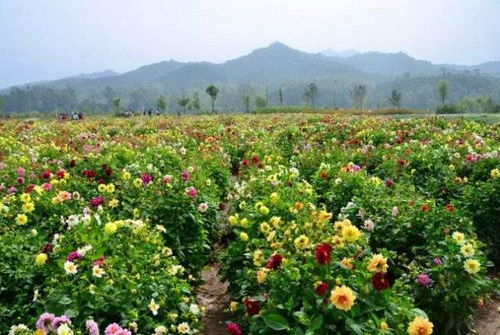 中国10大最美花海,享受遍地开满鲜花的浪漫之美,你会选哪 