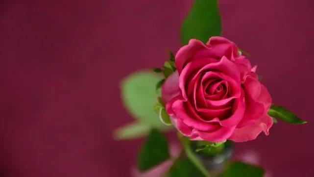 关于红玫瑰的散文诗句