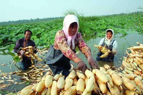 梦见种莲藕(梦见种莲藕是什么意思早上)