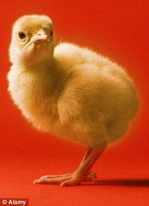 研究称小鸡比人类幼儿聪明 会算数能自控 