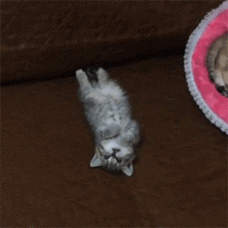 有个性的小奶猫,不喜欢和同伴睡,就喜欢自己睡在地板上 