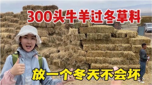 草料堆成山不会坏吗 牧区丰收1000多捆草,看看他们是咋储存的 