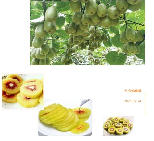 山水生态育健康佳果,贵州精品水果以商招商推介活动在广州举行