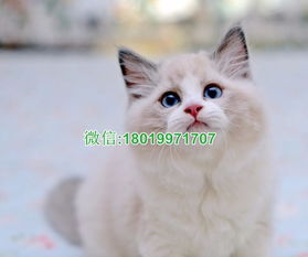 南京有正规布偶猫舍 南京哪里有卖布偶猫多少钱