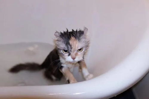 带猫去宠物店洗澡,没想到却害死了它