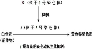 基因型为EeXBXb的个体,产生的配子名称和基因型种类是 