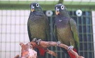 青铜翅鹦鹉价格和样子特点 青铜翅鹦鹉怎么养吃什么和叫声寿命 爱宠网 