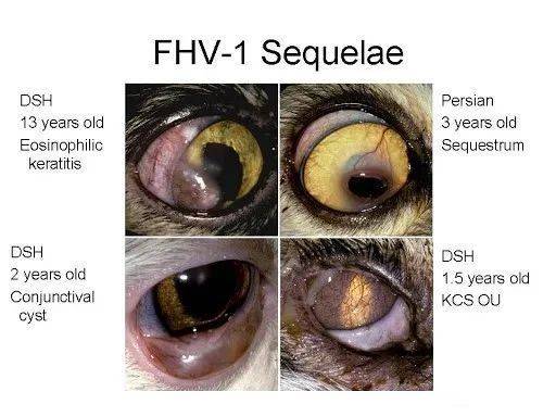 猫疱疹病毒 猫鼻支 的诊断