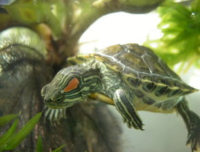 巴西龟可以和草龟一起养吗？