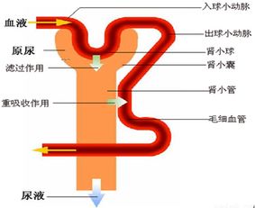 谁可以告诉我尿和水的比重