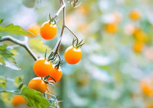千禧果是什么水果,樱桃番茄品种千禧果特征是什么