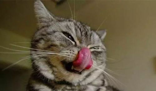 猫咪为什么会流口水 正常吗