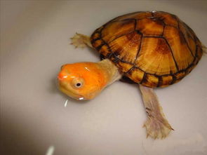 红面蛋龟可以绿水养吗？