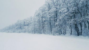 残雪 巫文化基础