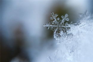 梦见露成霜雪