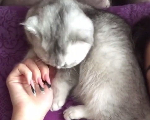 主人抱着猫咪睡觉,猫咪却咬她的手,看到她的指甲才明白原因