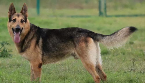 全世界公认5大 出色警犬 ,中国犬种榜上有名