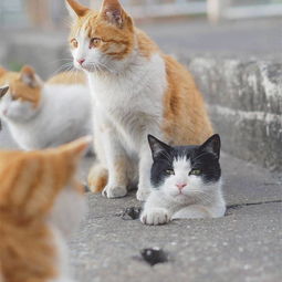 妈妈,这里有个日本摄影师专拍猫猫的屁屁