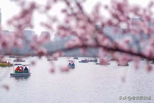 不出门的日子里,我格外想念北京的春天