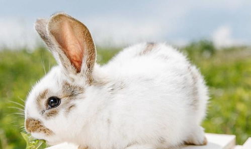 想要在家养一只兔子当宠物,需要做哪些准备 买个好笼子是关键