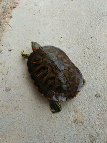 巴西红耳龟在赣州多少钱一只 