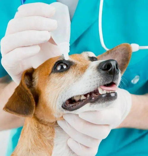 养狗知识 养狗,家里最好常备的这6种药品,从此不怕狗狗生病