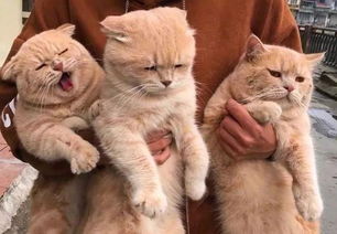 主人抱着3只橘猫,中间的猫总被欺负,满脸不开心 宝宝委屈