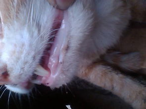 猫牙龈发白口臭,猫牙龈变白还有口臭 