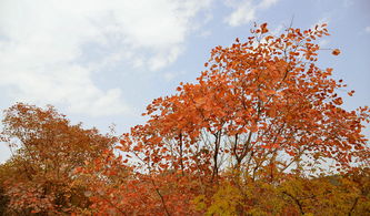 山上拍红叶