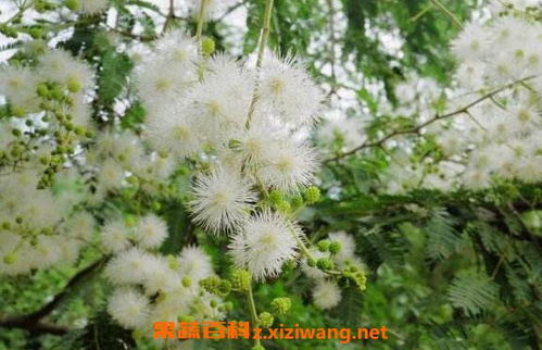 白花的功效与作用,白花代表什么意思,白花怎么做 果蔬百科全说 