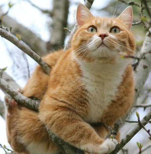 都说十个橘猫九个胖,为什么橘猫会这么胖呢