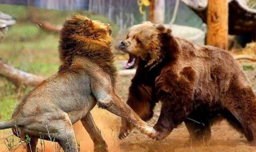 狮子追杀小熊,下一秒肠子都悔青了,狮子 大哥,都是误会 狗熊 